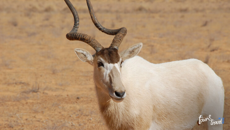 Addax Antelope sahara