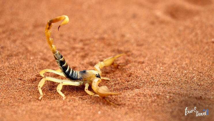 Death Stalker Scorpion