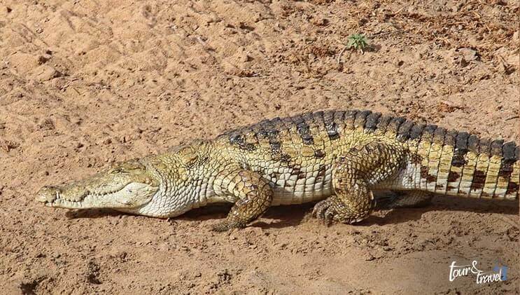Desert Crocodiles