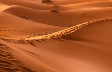 Sahara desert animals