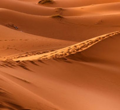 Sahara desert animals