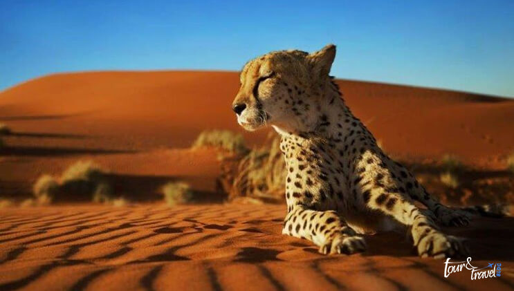 Saharan Cheetah image