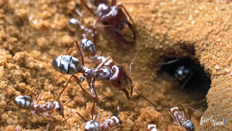 Silver Ant of Sahara