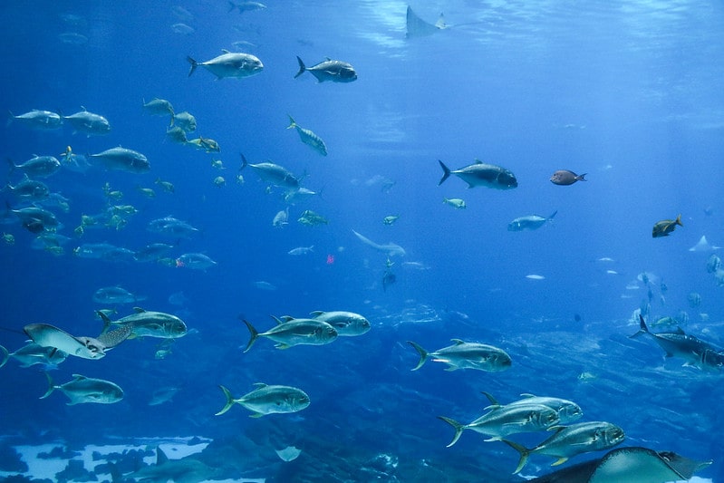 Georgia Aquarium image