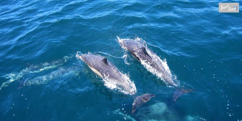 2. Experience The Sunset Dolphin Cruise