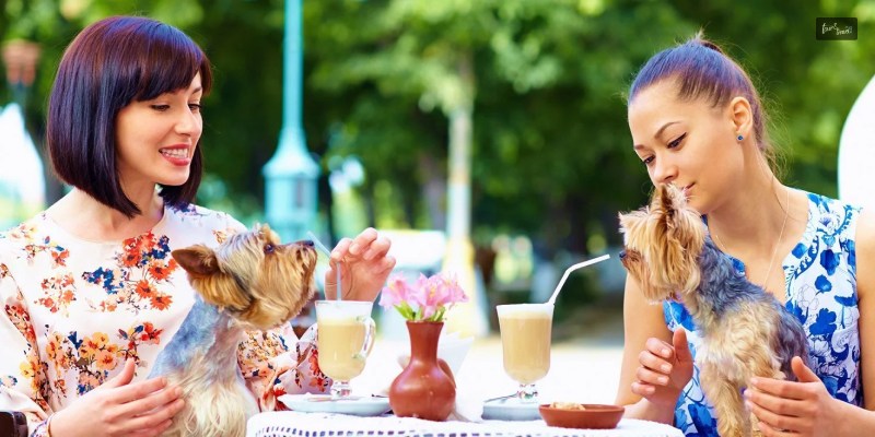 Top 10 Dog Friendly Cafes In Perth, Australia