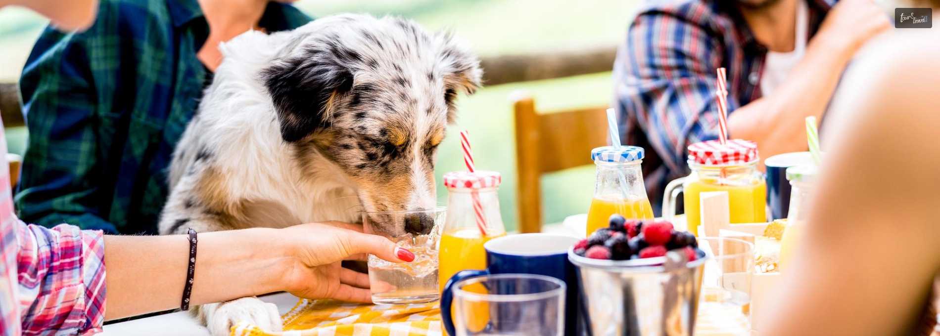 Top 10 Dog Friendly Cafes In Perth, Australia Tour&TravelBlog