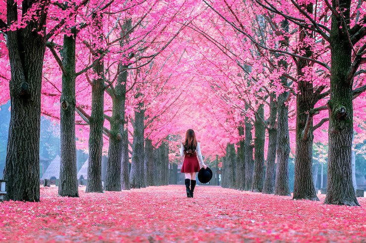 Japan During The Cherry Blossom Season