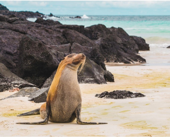 Santa Cruz Island