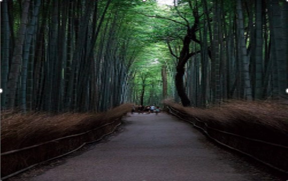 Arashiyama Bamboo Grove – Kyoto, Japan