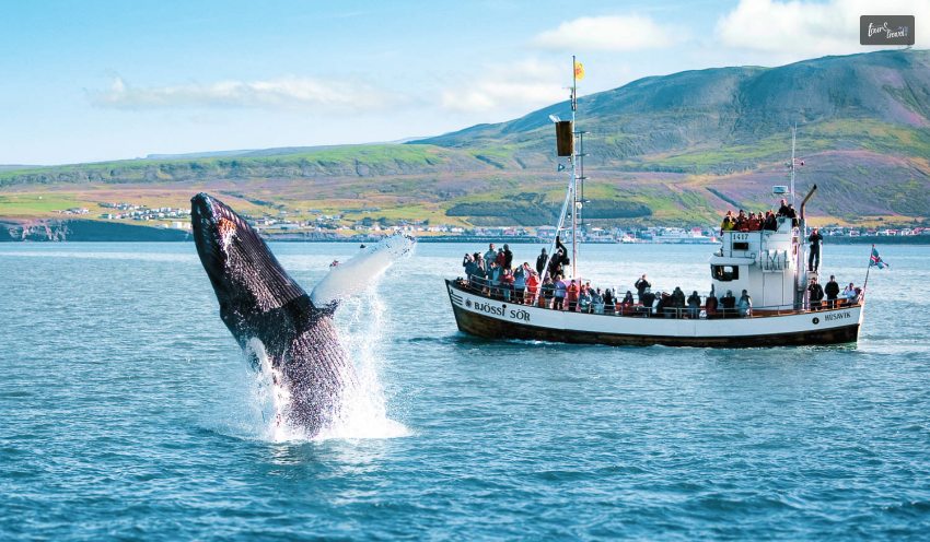Go Whale Watching On A Cruise