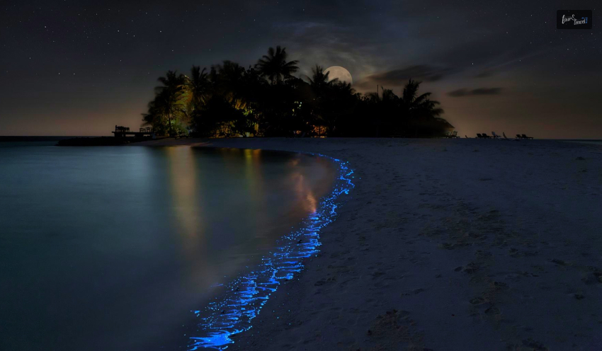 Bioluminescent Water Under The Stars