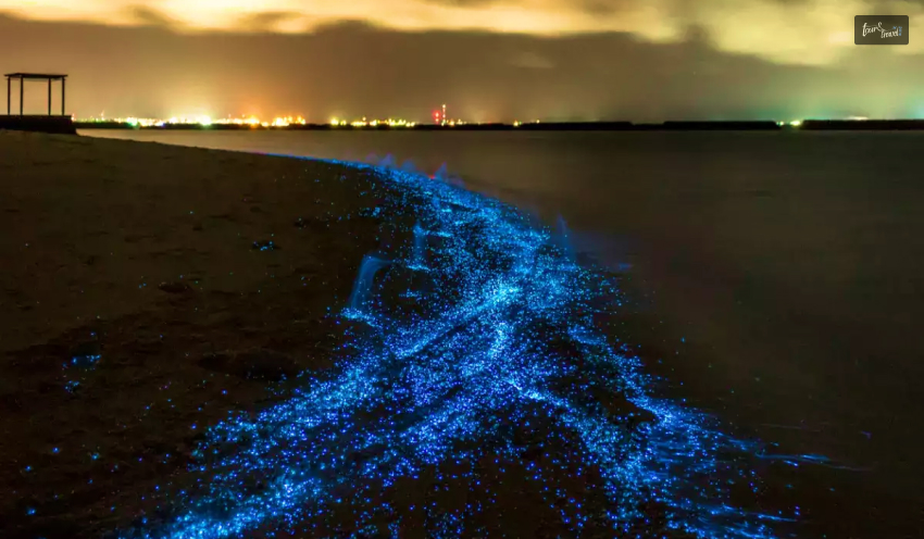 Maldives' Luminescent Secret