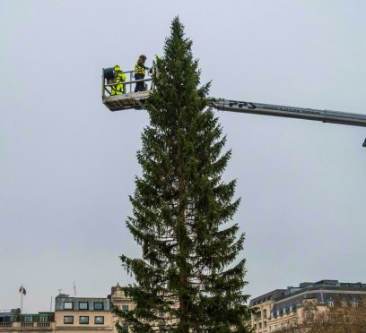 World's Most Famous Christmas Tree Has Reached Trafalgar Square