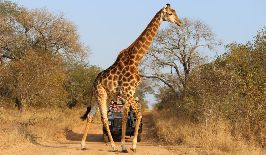 Choosing the Best African Safari for You