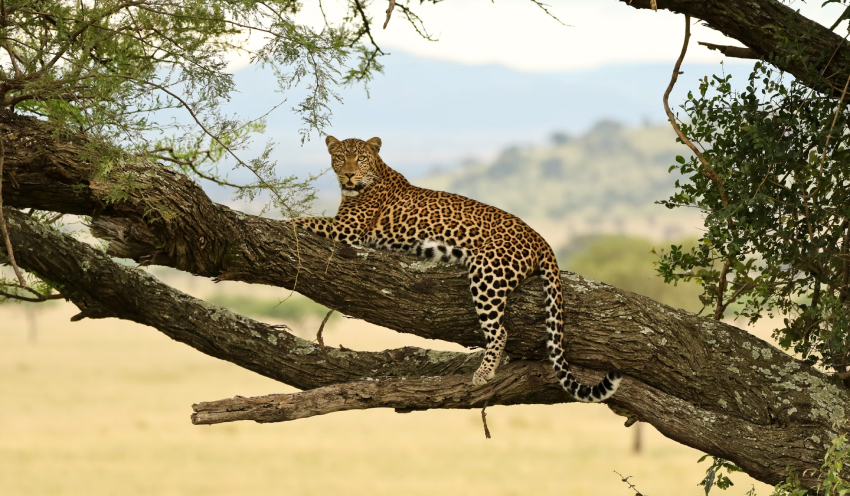 The Magic of Tanzanian Safaris