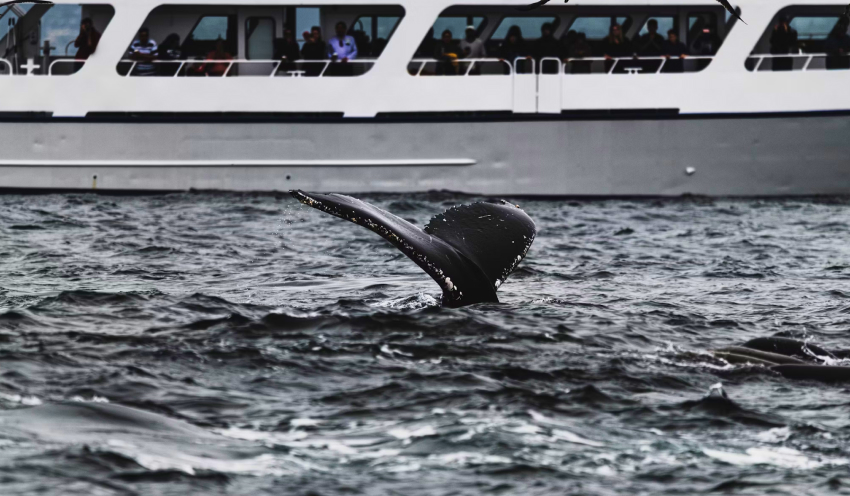 Risks Of Whale Watching