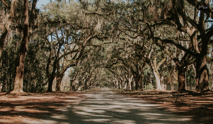 See the Wormsloe Historic Site