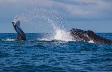Whale Watching In Your LA Itinerary