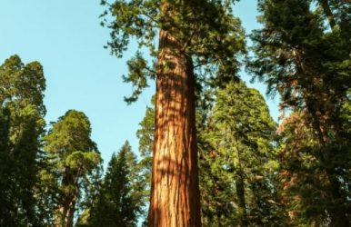 Learn About Some Of The Tallest Trees In The World