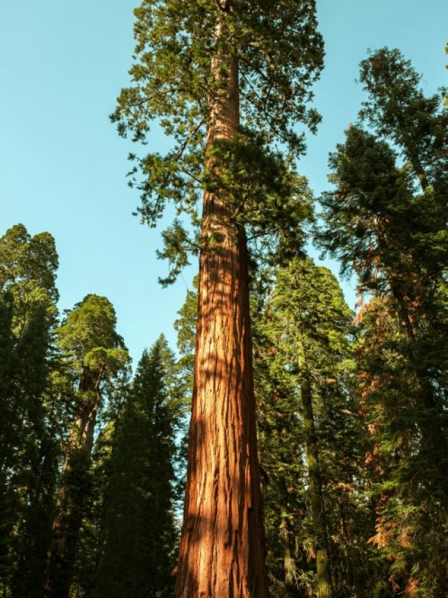 Learn About Some Of The Tallest Trees In The World! - Tour and Travel Blog