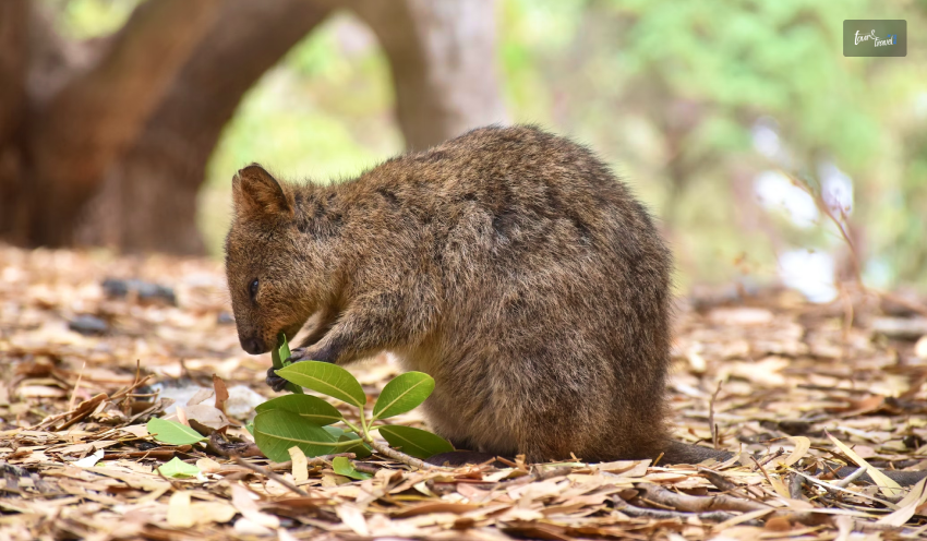 Check Out Quokka At Rottnest Island