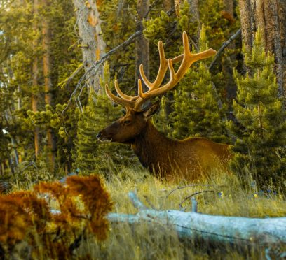 Wildlife At Yellowstone National Park