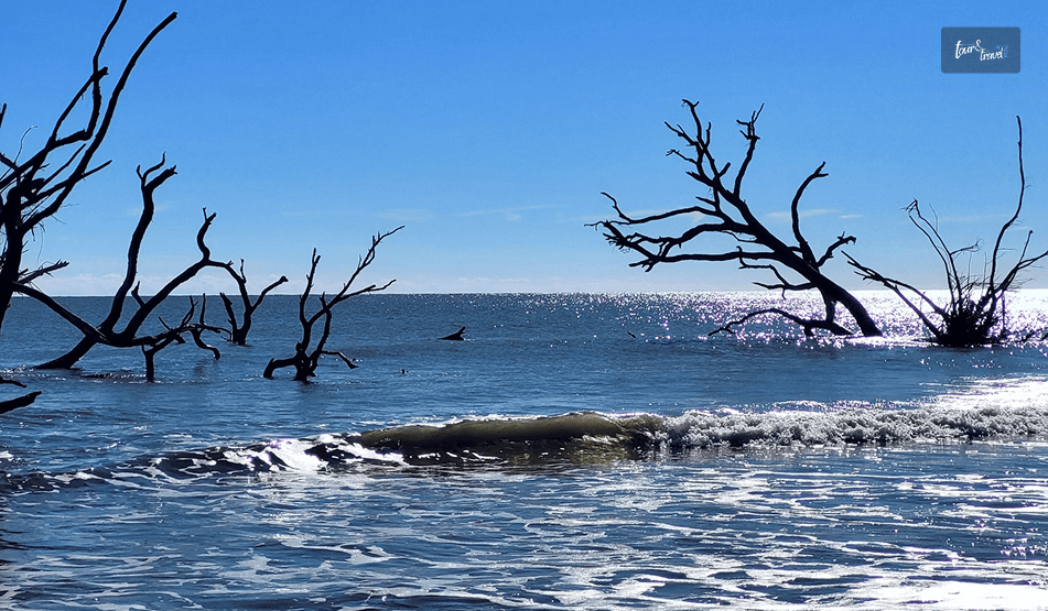 Edisto Island, South Carolina_ Closest Beach To Atlanta For Spotting Turtles