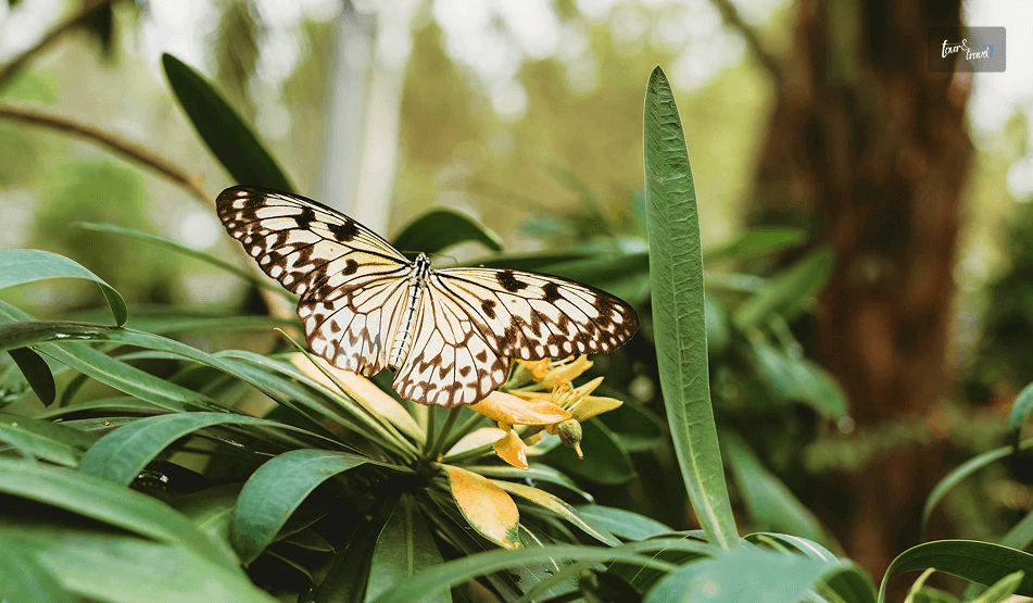 Visiting The Siquijor Butterfly Sanctuary Things To Do In Siquijor