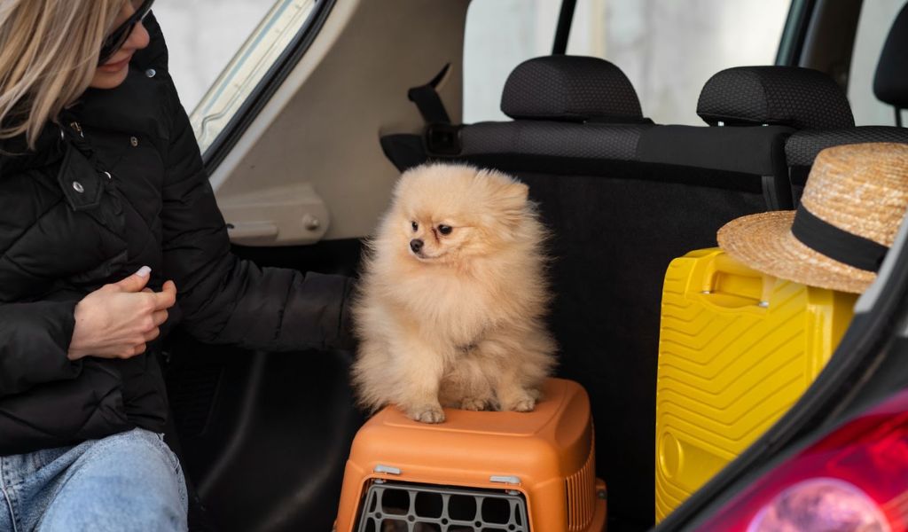 Tips to Travel with a Puppy in a Car