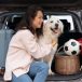 Travel with a Puppy