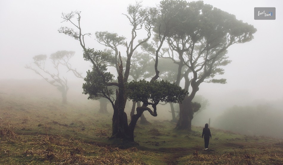 Feel The Ancient Connection In The Laurisilva Forest
