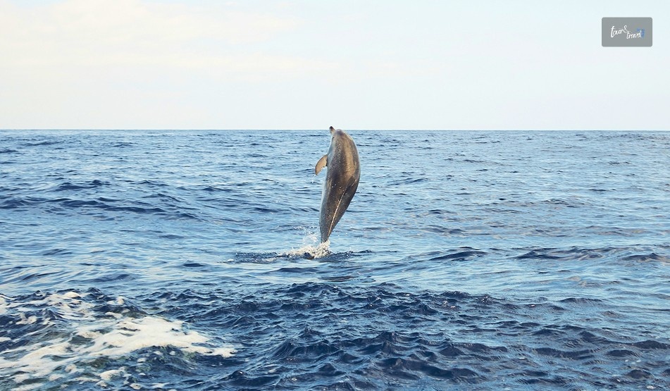 Go Whale Watching Or Dolphin Spotting 