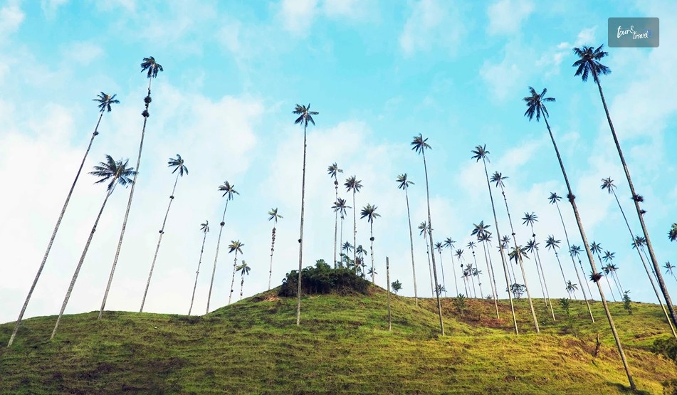 The Tallest Palm Trees In The World Are In Colombia