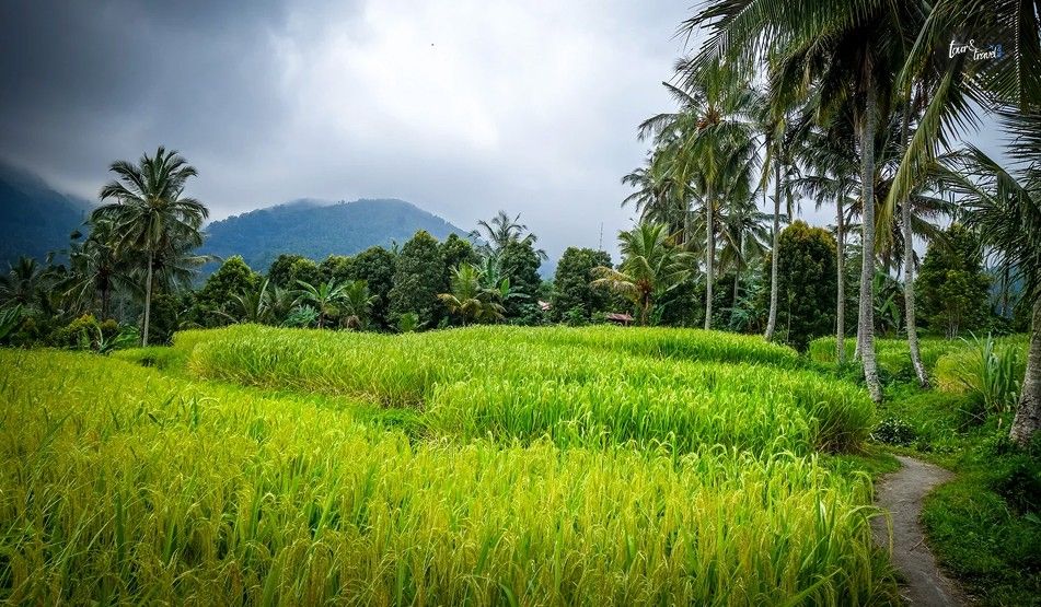 Visiting Rice Terraces