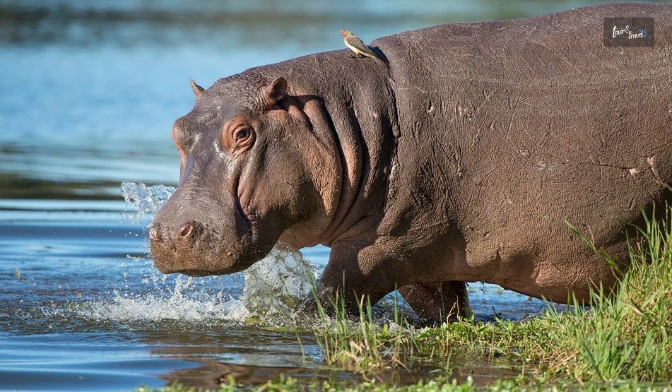 You Will Spot Wild Hippos Running In Colombia