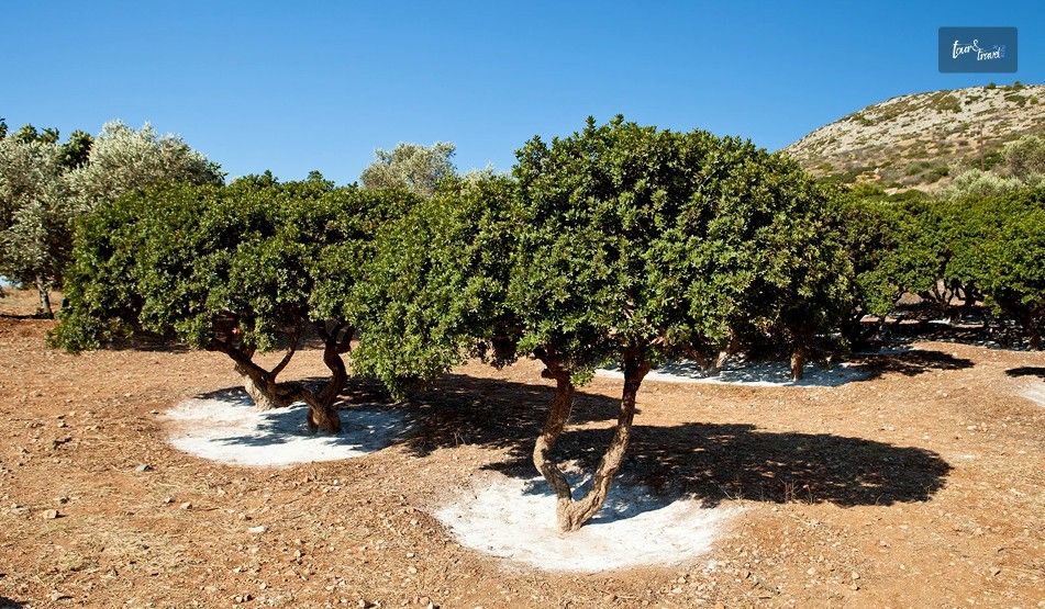 Mastic Harvesting Tours In Mastichochoria