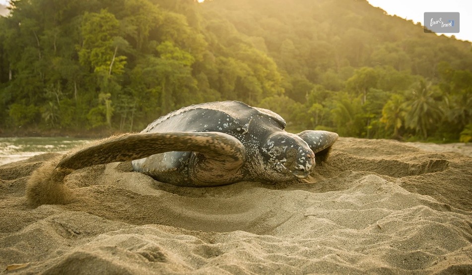 Praia Jal Turtle Nesting Site