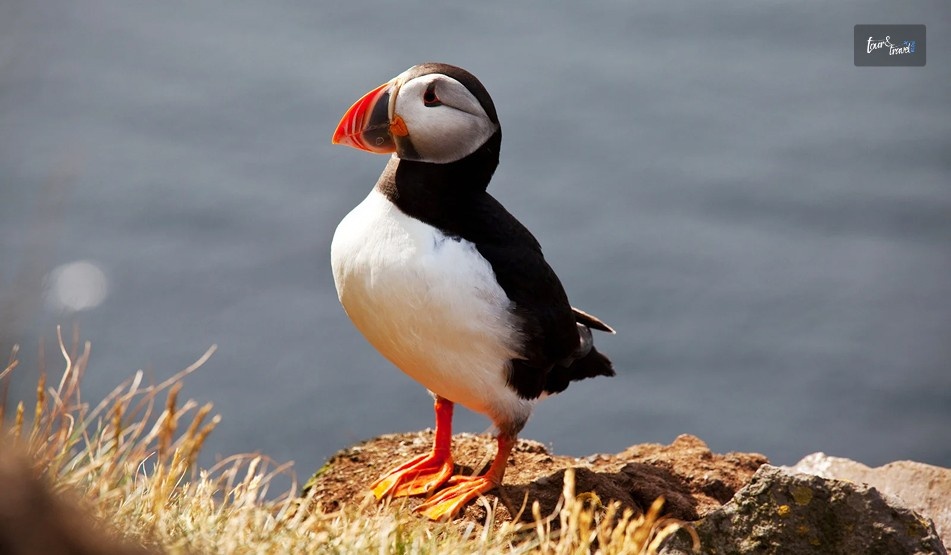 Puffin Safari By Boat