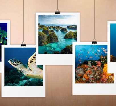 Raja Ampat diving trips