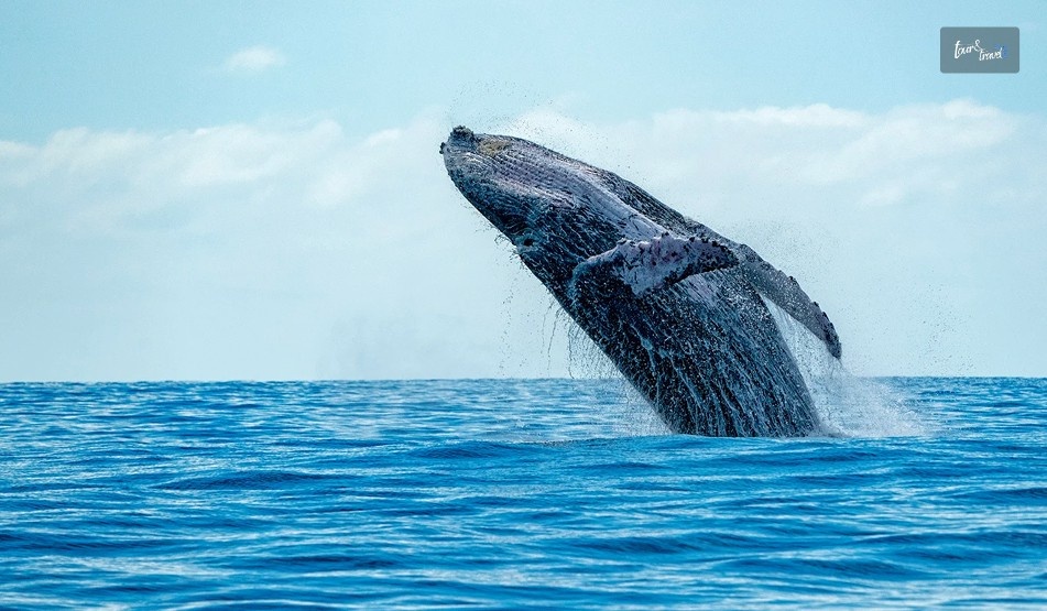 Whale Watching Off Prncipe