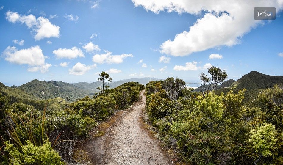 A Guide To Aotea Great Barrier Island Wildlife Tours Species Sanctuaries And Different Types Of Wildlife Tour