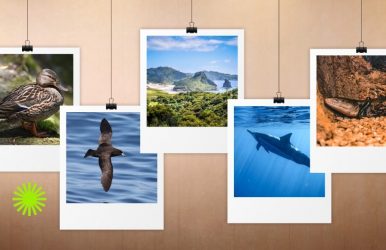 Great Barrier Island wildlife tours