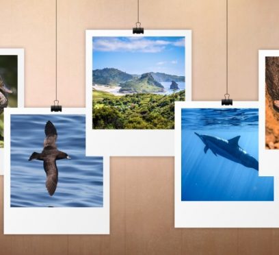 Great Barrier Island wildlife tours