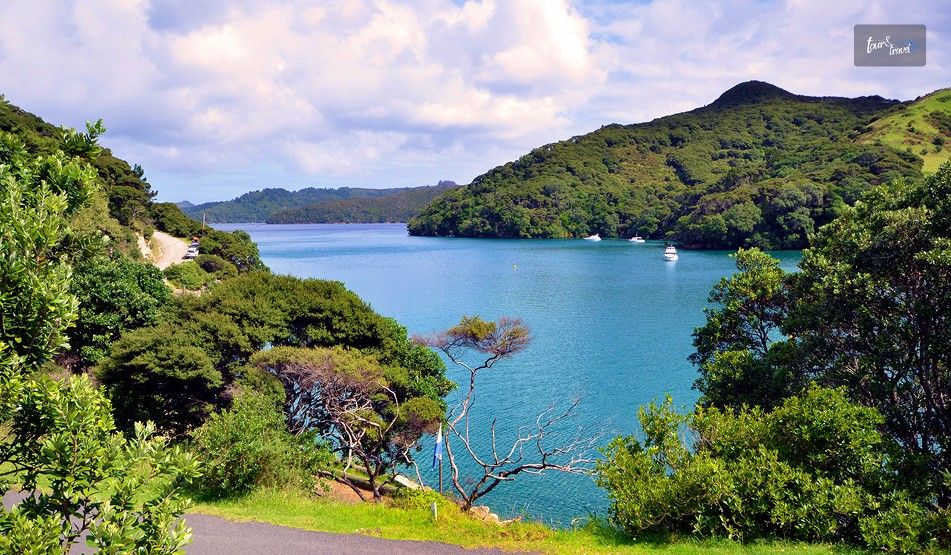 What Are The Must-See Wildlife Attractions On The Aotea Great Barrier Island In New Zealand