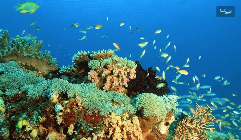 A Raja Ampat Dive Site Guide_ Sustainable Diving And Marine Conservation