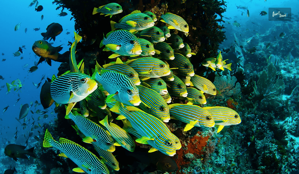 A Raja Ampat Dive Site Guide_ Things To Do Apart From Diving