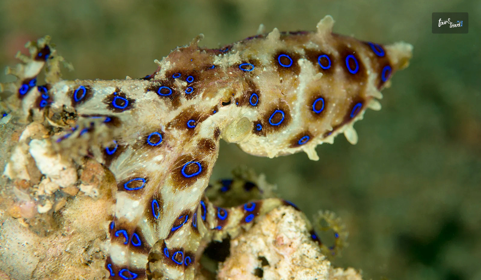 Blue Ringed Octopus And Cuttlefish