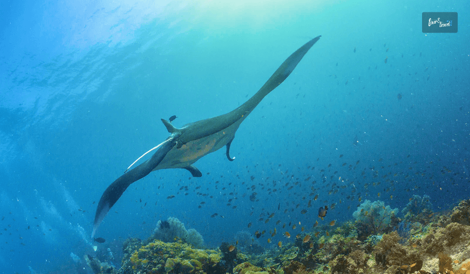 Central Raja Ampat (Dampier Strait) Dive Sites