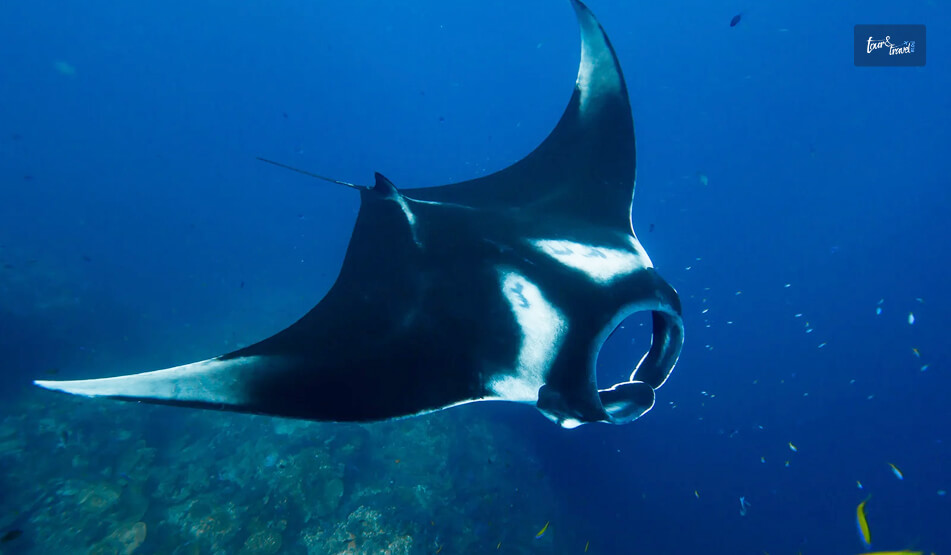 Manta Ray Season (Oceanic Vs. Reef)